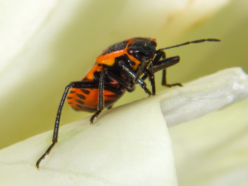 Eurydema (Rubrodorsalium) spectabilis Horváth, 1882